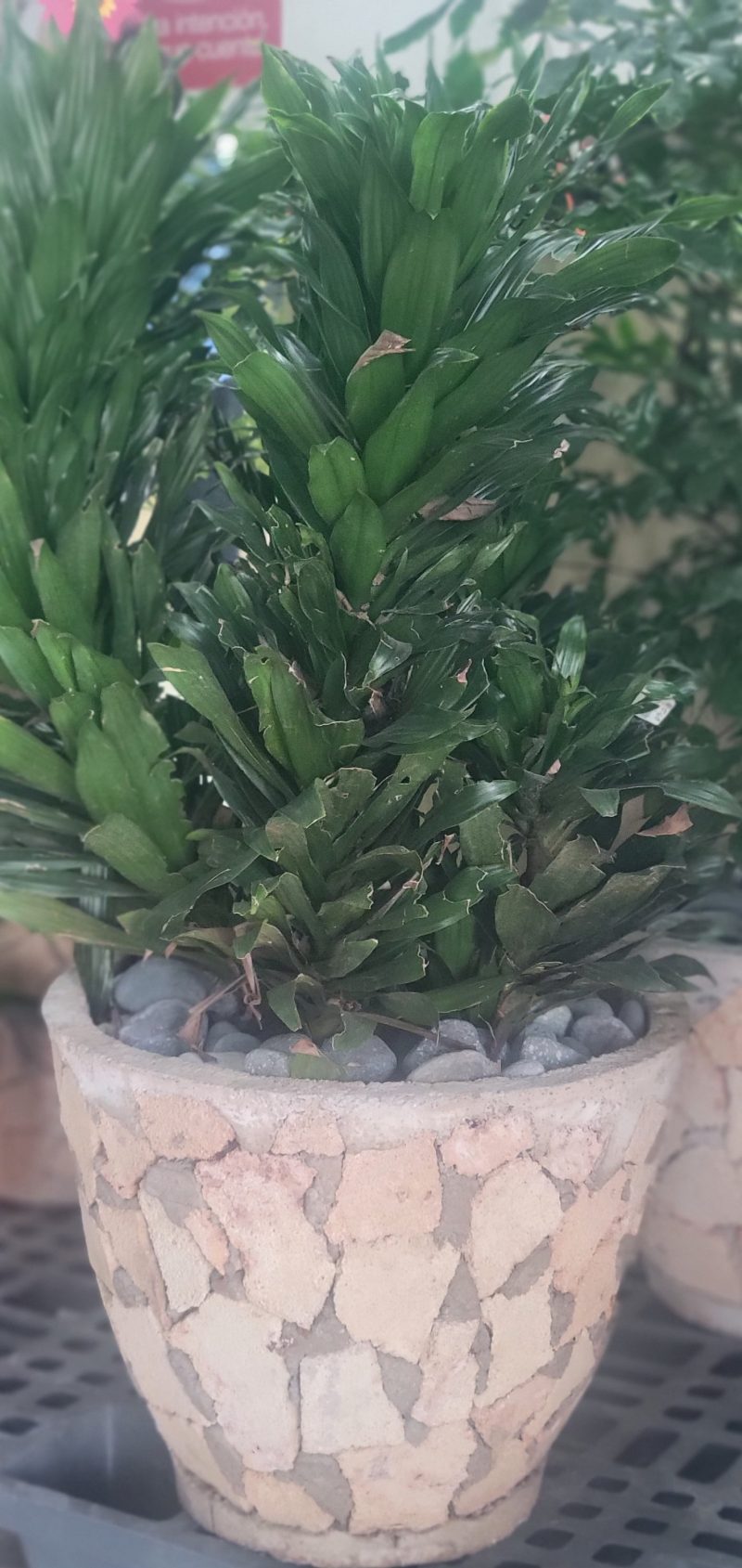 Dracena Compacta en Maceta de Piedra